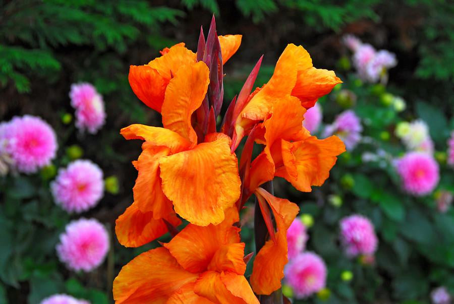 Canna 'Wyoming'