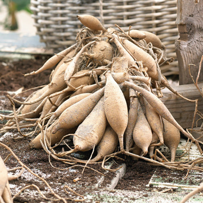 Dahlia Bulbs (Dinnerplate) - Cafe Au Lait Rose