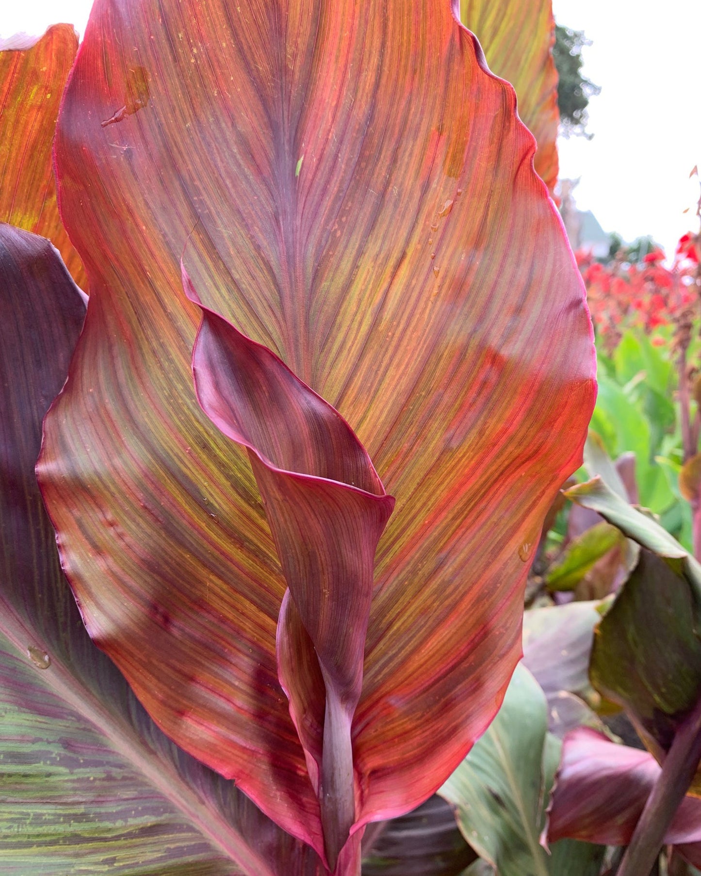 Canna 'Monique'