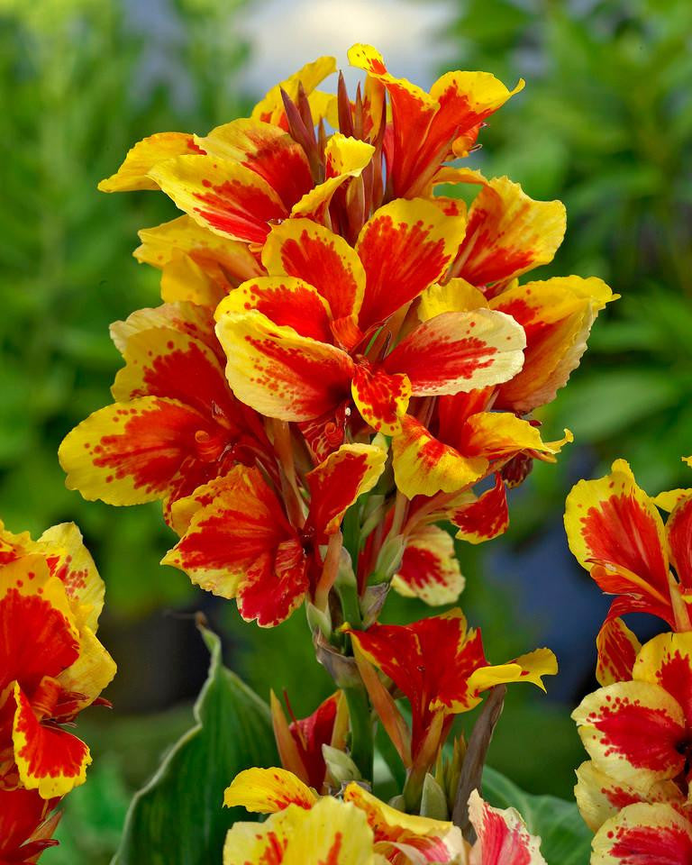 Canna 'Reine Charlotte'