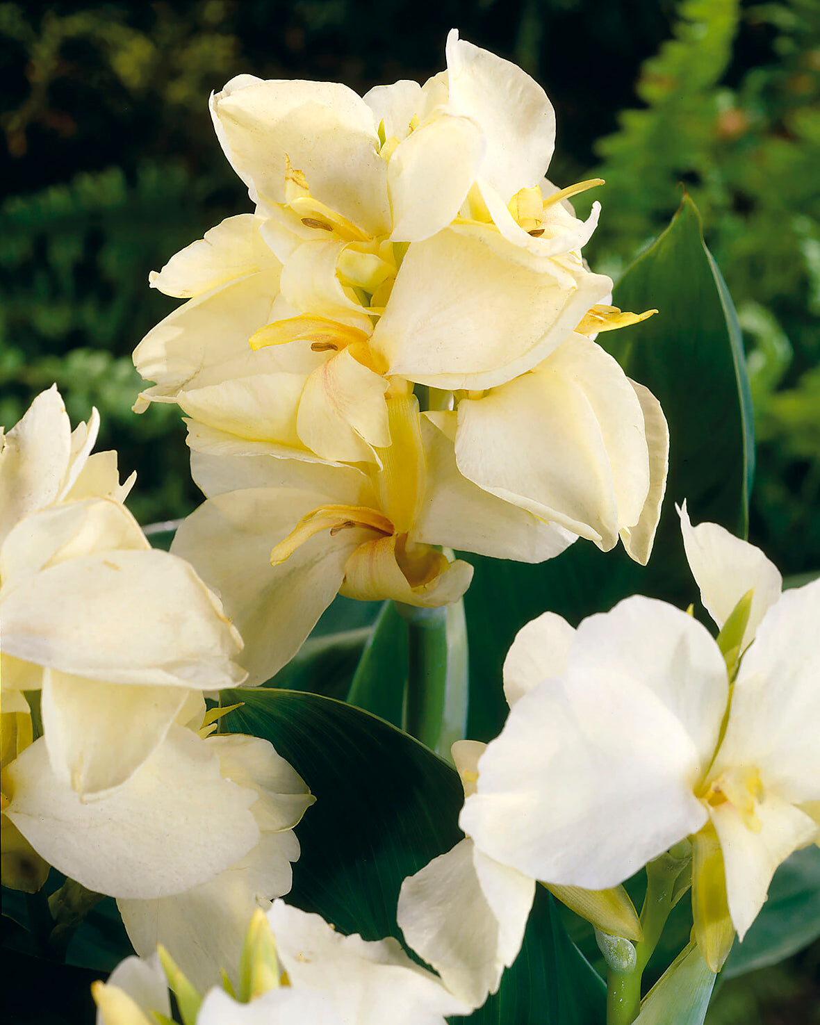 Canna 'Vanilla Cream'