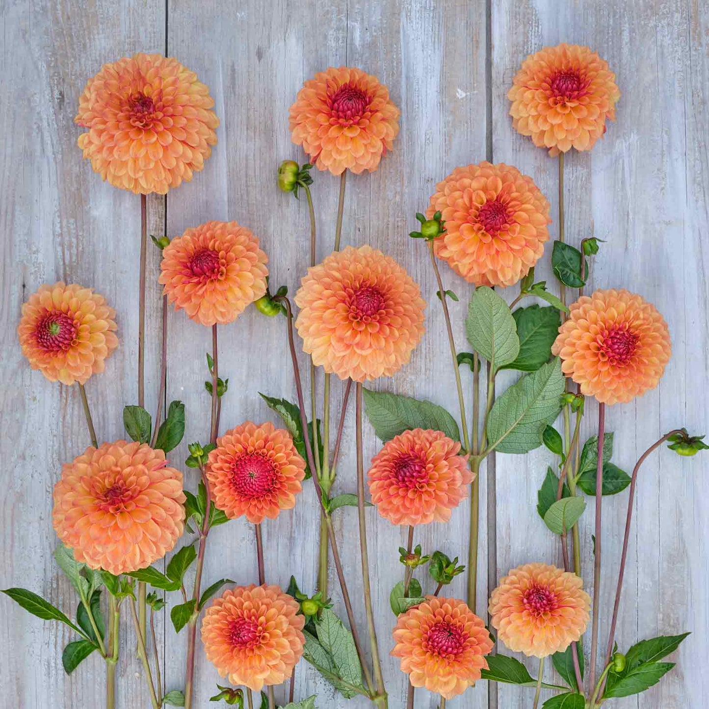 Dahlia Bulbs (Ball) - Bonanza