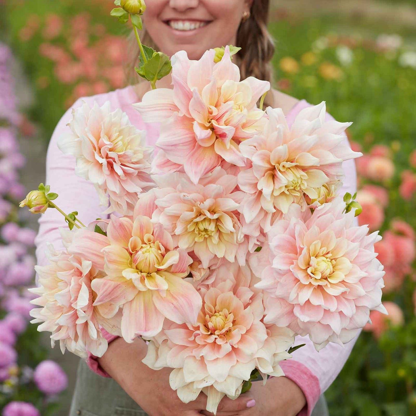 Dahlia Bulbs (Dinnerplate) - Break Out