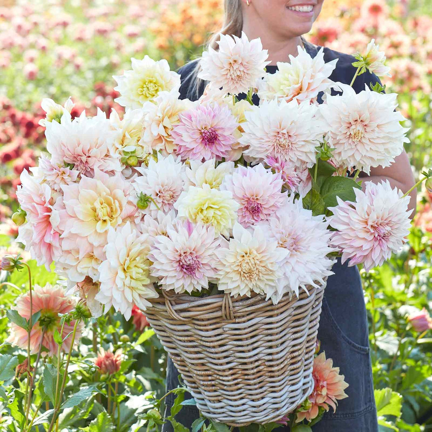 Dahlia Bulbs (Dinnerplate) - Celestial Mix