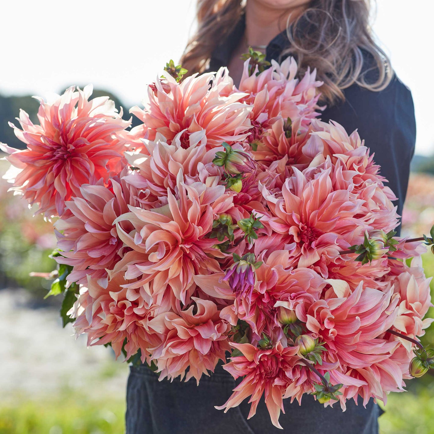 Dahlia Bulbs (Dinnerplate) - Labyrinth