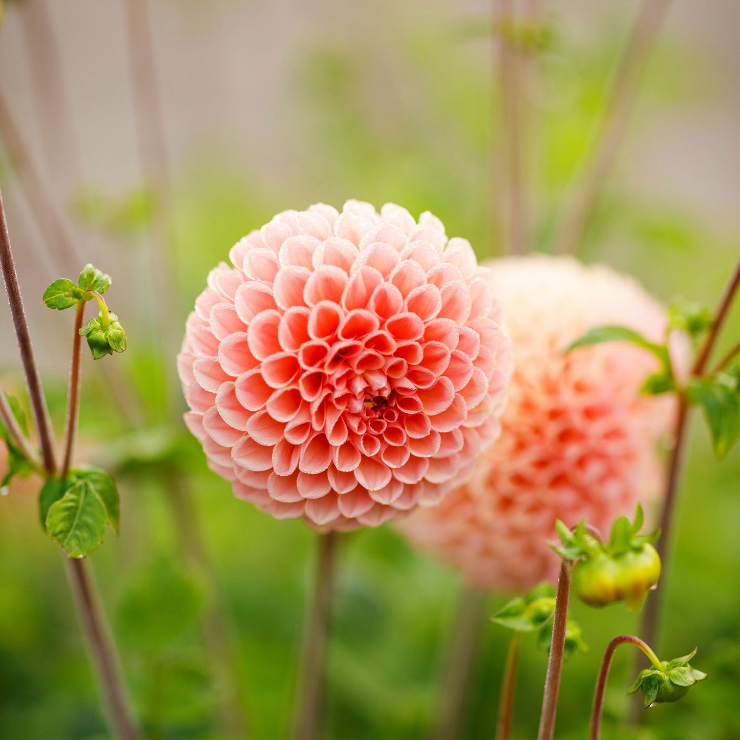 Dahlia Bulbs (Ball) - Linda's Baby