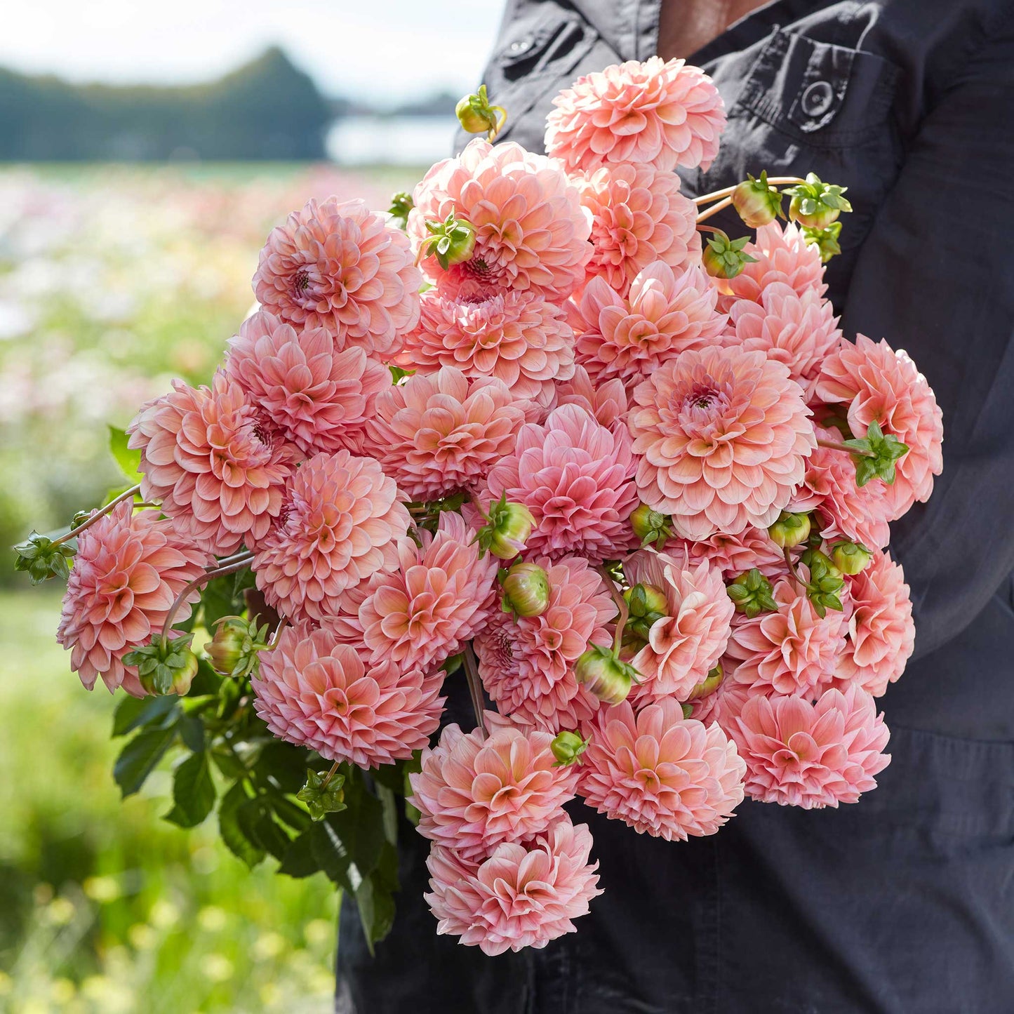 Dahlia Bulbs (Ball) - Linda's Baby