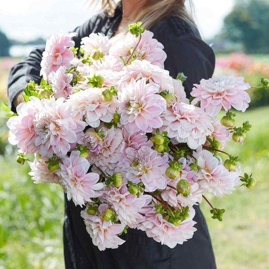 Dahlia Bulbs (Decorative) - Sweet Nathalie