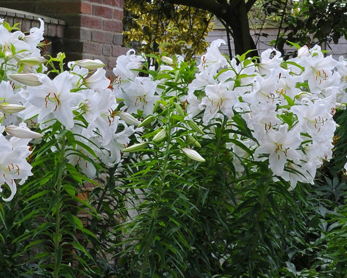 Lily 'Casa Blanca'