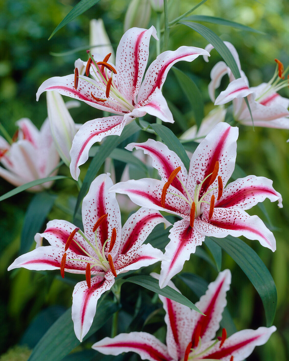 Lily 'Dizzy'