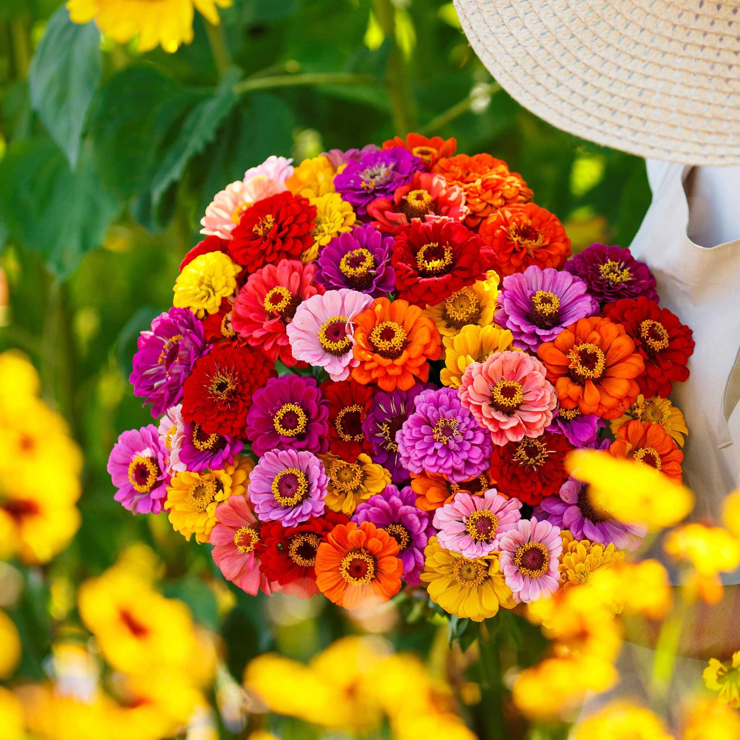 Zinnia Seeds - California Giants