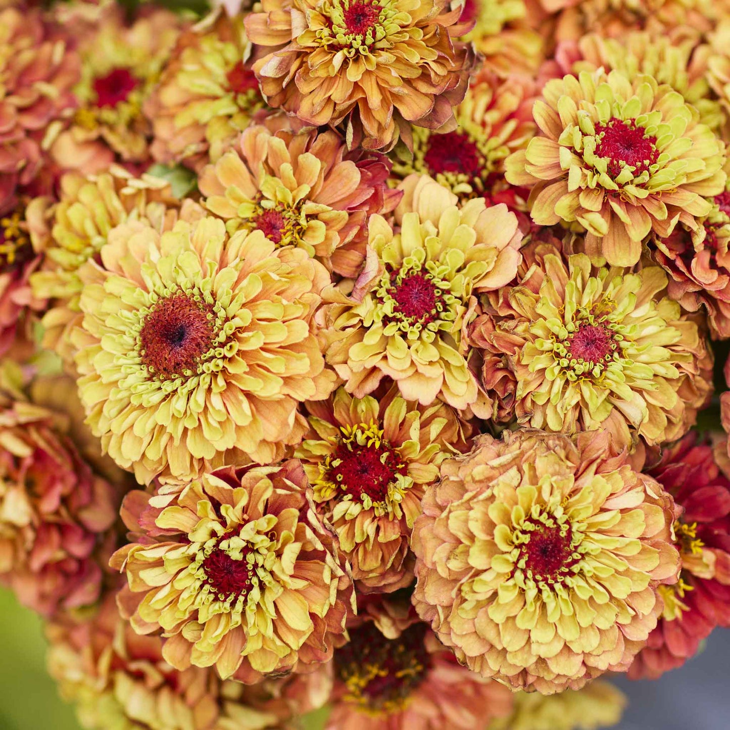 Zinnia Seeds - Queen Lime Orange