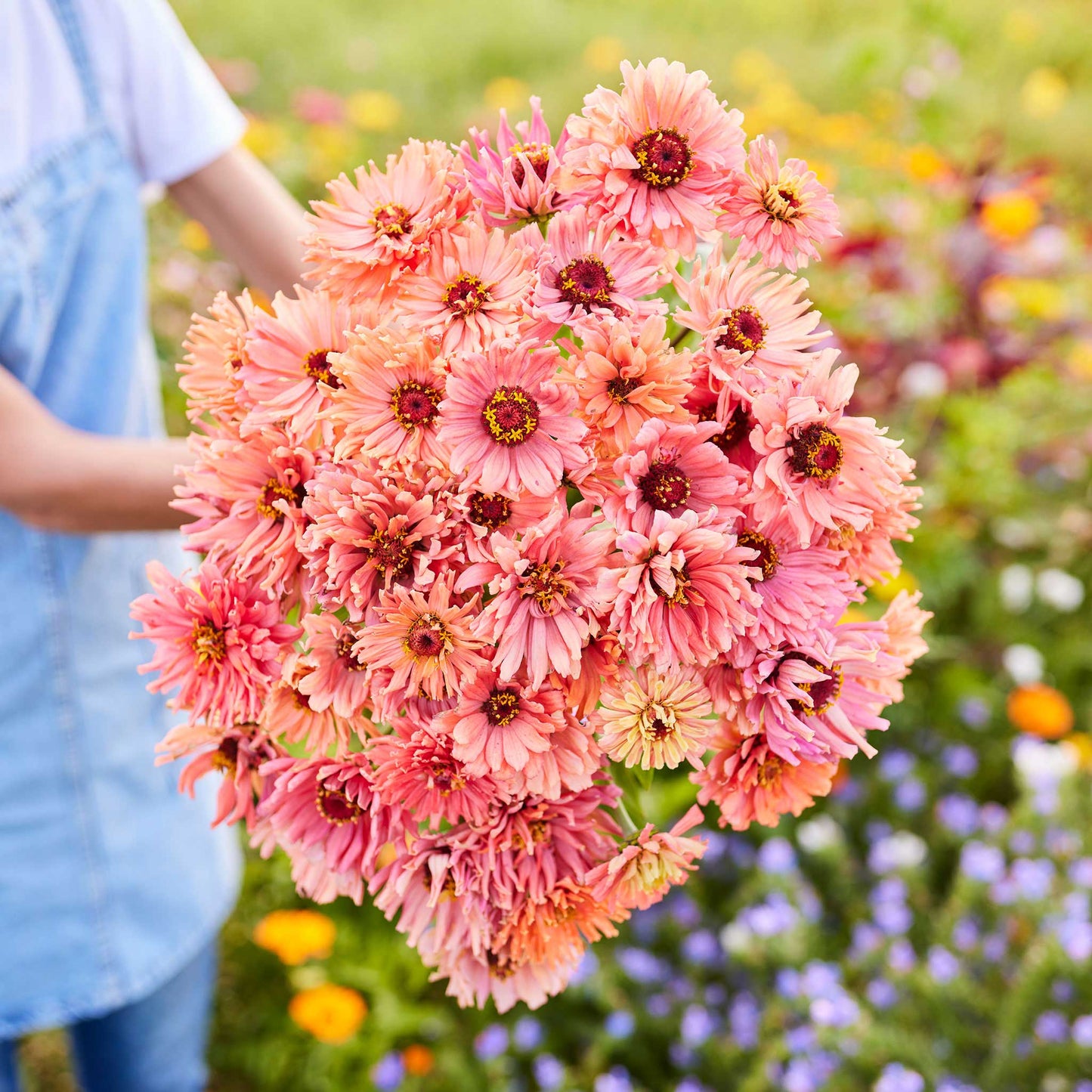 Zinnia Seeds - Senorita